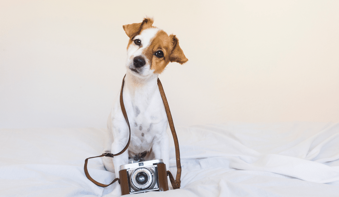 A dog with a camera around its neck, looking for a way into characters' personalities